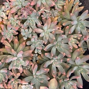 6-Pachyveria Hybrid clippings
